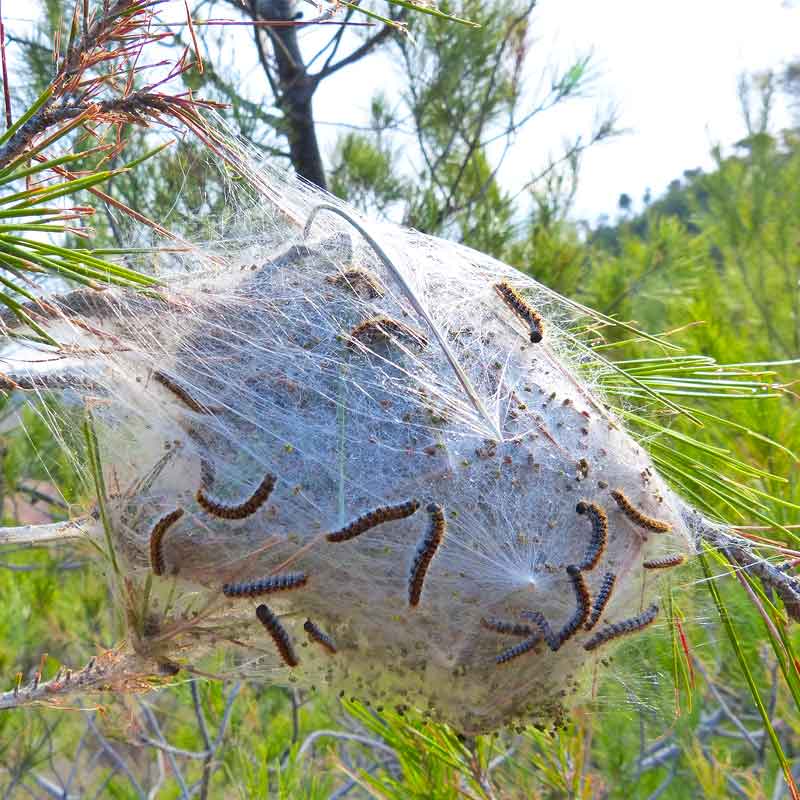 Traitement bio contre la chenille processionnaire du pin
